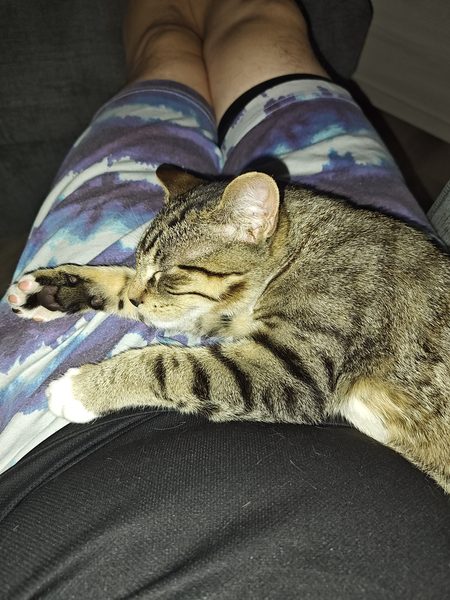 Kitty Jon and I rescued from traffic